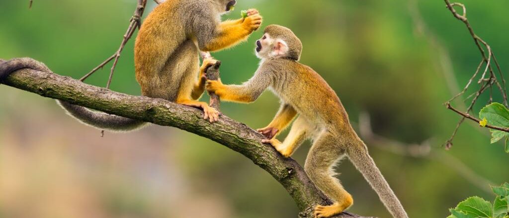 Monkey Jungle