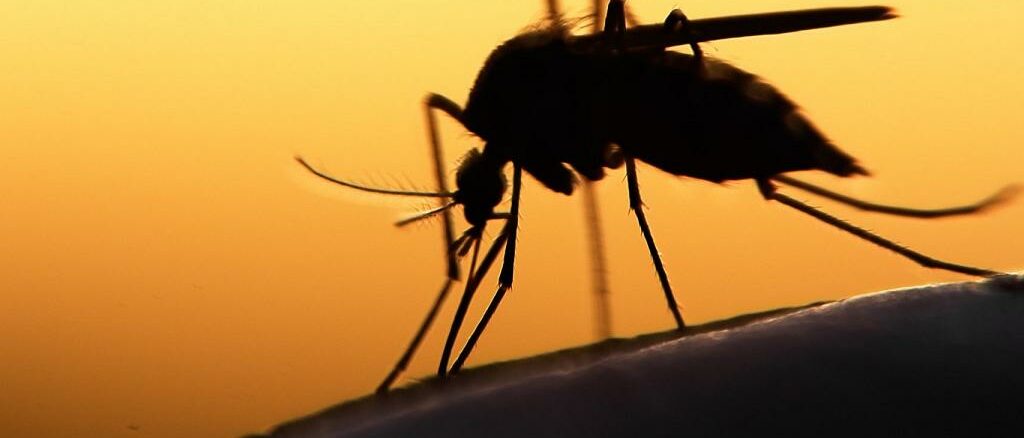 Zika Virus