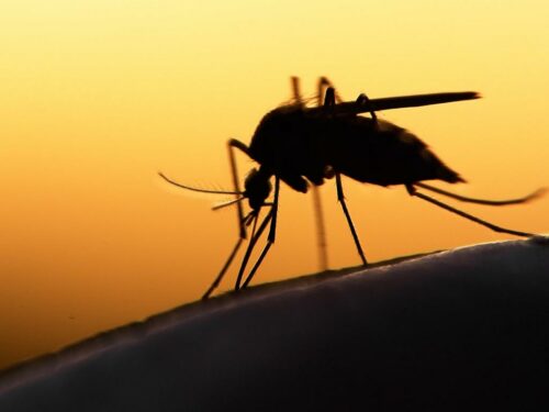 Zika Virus